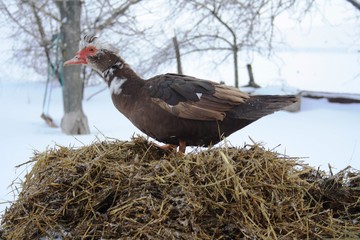 duck in the snow