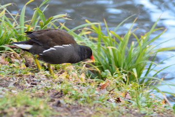 Animales en la Naturaleza, Mamiferos ,aves y otros