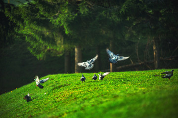 Pigeon flying over the green field in the mountain