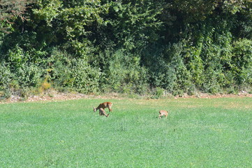 Biche et chevreuils