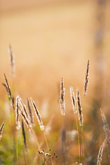 Grasses against blurred background. Selective focus and very shallow depth of field.