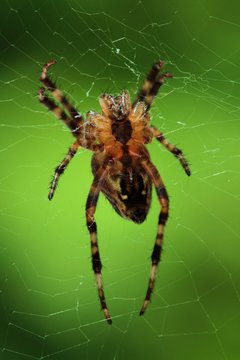 Araneus on its web