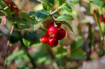 Vaccinium vitis-idaea. Ripe lingonberries in forest. (Shallow depth of field)
