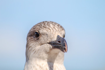 A Seagull Head on a Blue Sky