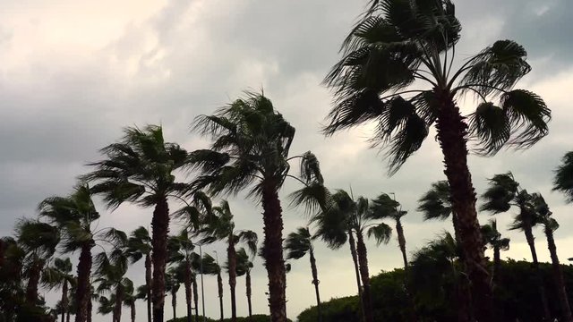 storm and palm trees