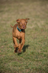 A hungarian vizsla puppy running to the camera