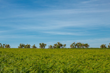 A Blanket of Green Ferns on a Blue Sky with Palm Trees