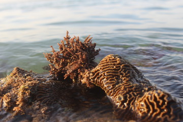 coral on the beach