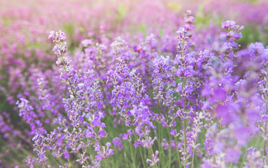 The beauty of a small purple flower field, or well known as Cyanthillium cinereum, on the afternoon sunlight effect. Beautiful natural background. Selective focus.