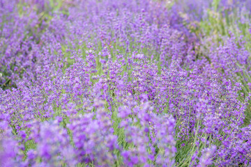 Fototapeta na wymiar The beauty of a small purple flower field, or well known as Cyanthillium cinereum, on the afternoon sunlight effect. Beautiful natural background. Selective focus.