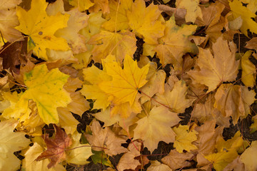 Field of maple leaves. Autumn carpet. Trees threw off foliage.