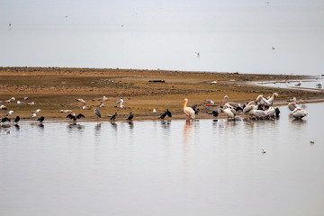 Pygmy cormorants, Dalmatian pelicans, Great white pelicans, gray herons and seagulls at Lake Kerkini in winter