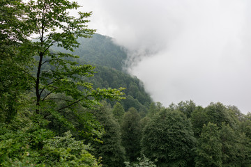 Fototapeta na wymiar Dense clouds in the Mountains rise to the edge of the forest