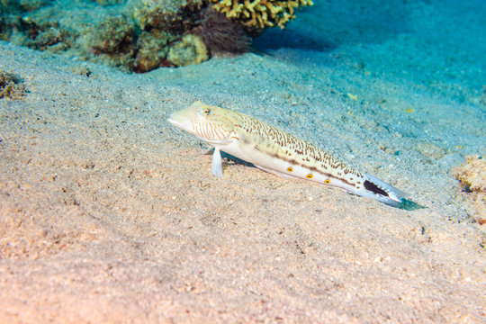 Speckled sandperch. Fishes of the red sea.