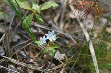 Trientalis europaea. Two small Arctic starflower in the forest. (Shallow depth of field, closeup)