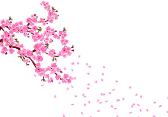 Sakura. Branches with pink flowers, leaves and cherry buds. Petals fly in the wind. isolated on white background. illustration