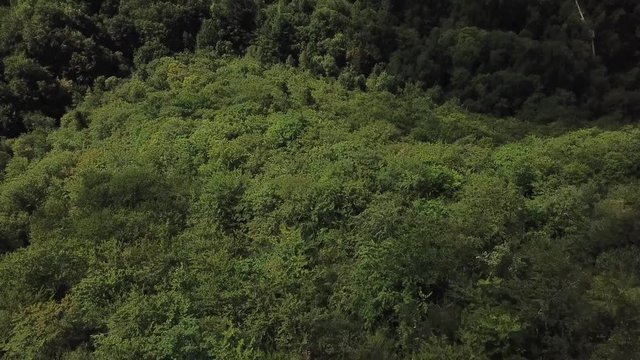 Aerial view of forest in pyrenean countryside, Aude region of France