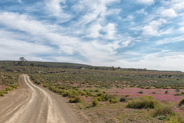 Road landscape with purple wild flowers near Gannaga Lodge
