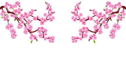 Obraz na płótnie Canvas Sakura. Branches with purple flowers. Cherry blossoms is located on both sides. Inscription. Isolated on white background. Illustration