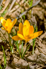 Two yellow crocuses on a flowerbed in the garden, close-up