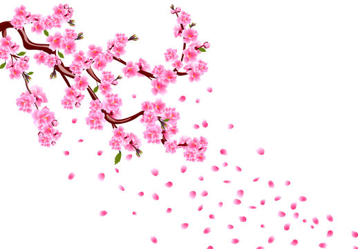 Sakura. Branches with purple flowers, leaves and cherry buds. Cherry drops petals. isolated on white background illustration
