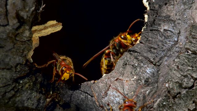 European hornet (Vespa crabro) at nest in tree