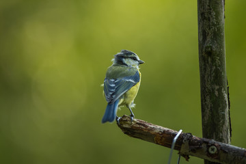 blue tit on a branch