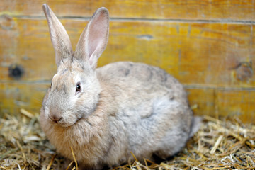 close-up of a rabbit crouching on the straw of the cage