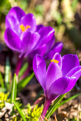 Two lilac crocus on a flowerbed in the garden, close-up