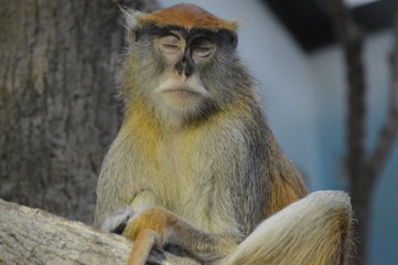 A Patas Monkey