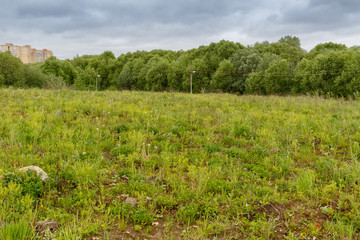 Northern Shoveler (Anas clypeata).