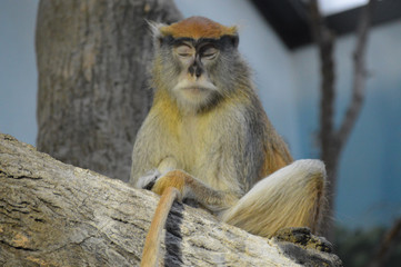 A Patas Monkey