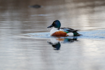 Northern Shoveler (Anas clypeata).