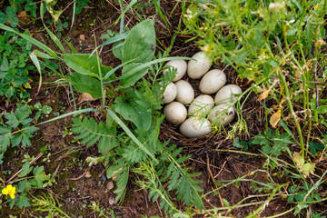Northern Shoveler (Anas clypeata).