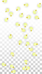 Vector Realistic Pink Petals Falling on Transparent Background.  Spring Romantic Flowers Illustration. Flying Petals. Sakura Spa Design. Blossom Confetti.