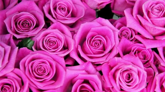 Pink Roses Images – Browse 2,354,043 Stock Photos, Vectors, and Video ...