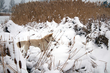 red foxy dog hunting in the reeds in the winter frozen lake © PeterPike