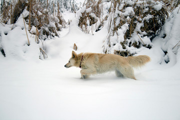red foxy dog hunting in the reeds in the winter frozen lake