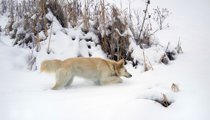 red foxy dog hunting in the reeds in the winter frozen lake © PeterPike