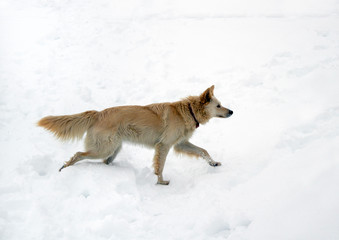 red foxy dog hunting in the reeds in the winter frozen lake © PeterPike