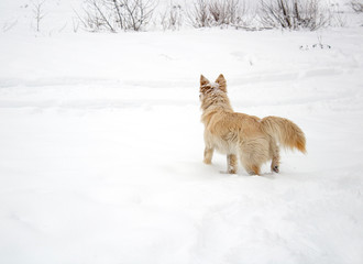 red foxy dog hunting in the reeds in the winter frozen lake