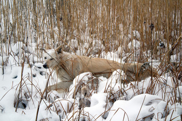 red foxy dog hunting in the reeds in the winter frozen lake © PeterPike