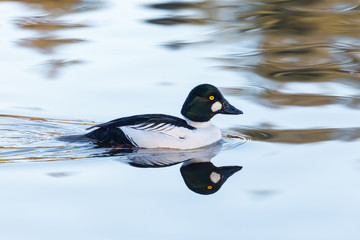 Common goldeneye duck