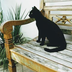 Felinos © ALEXANDRA