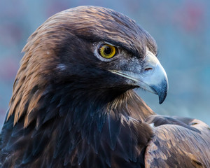 Golden Eagle