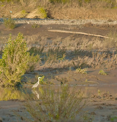 heron in a river