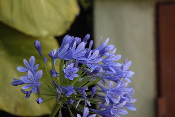 Flor