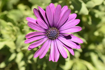 Fototapeta premium Flor