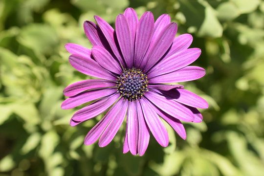 Flor