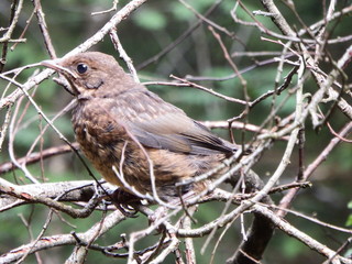 juvenile bird